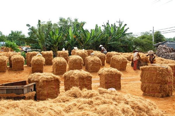 Nguyên liệu chất xơ dừa, những cơ hội và thách thức