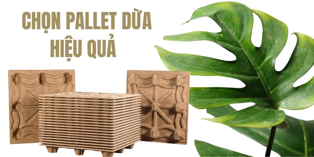 Chọn pallet dừa hiệu quả