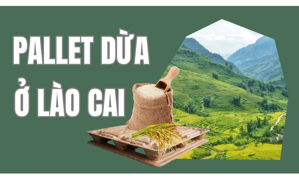 Pallet dừa ở Lào Cai